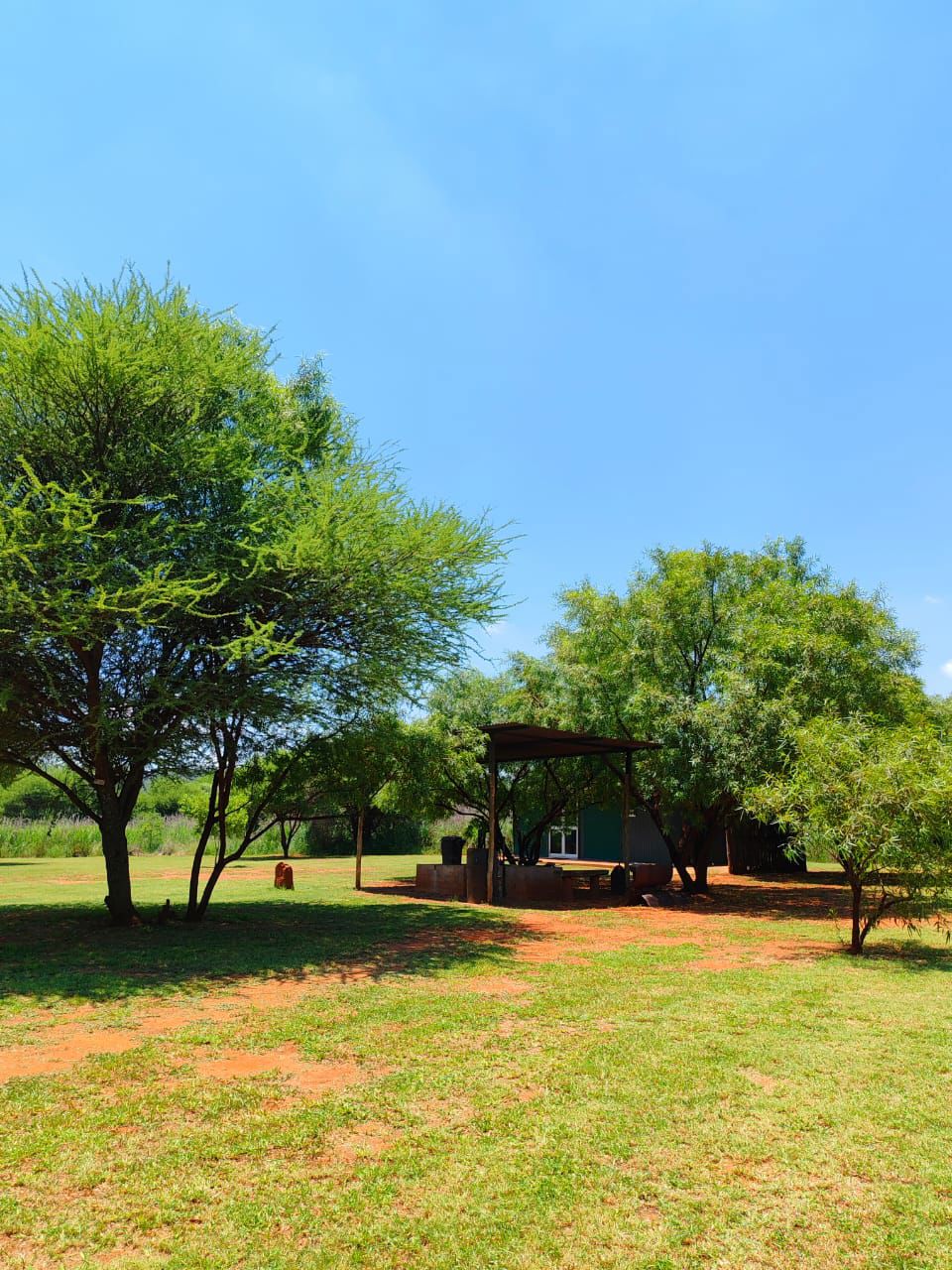 River Bushwillow