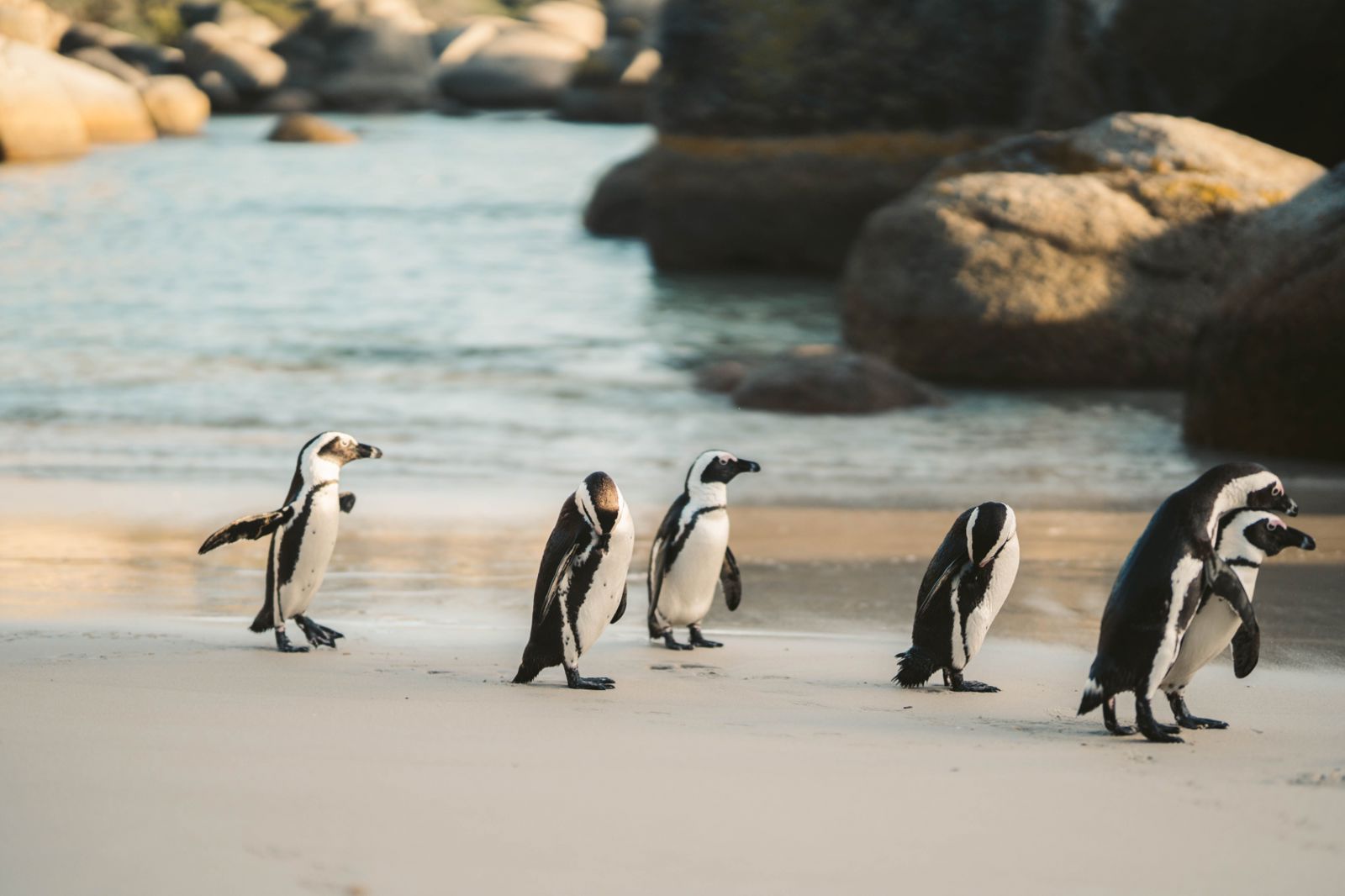 Boulders Beach Penguin Colony