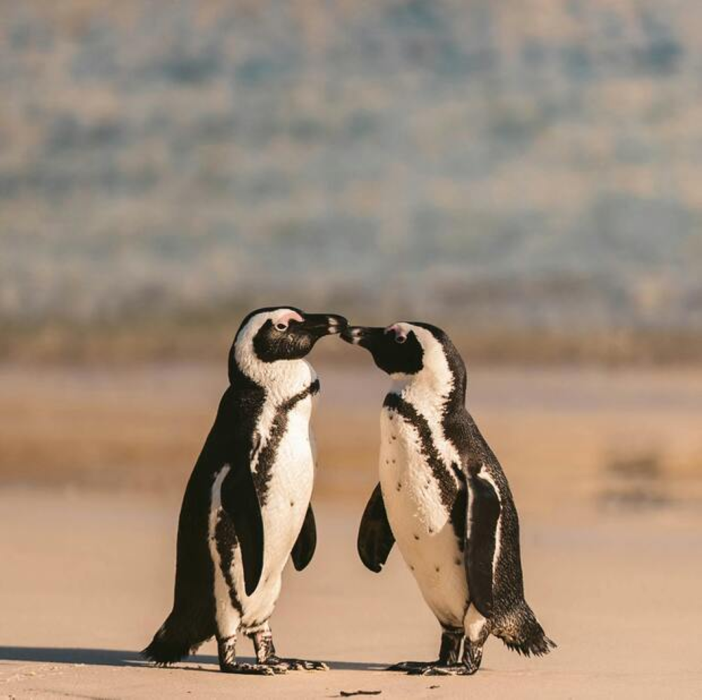 Best of Cape Town Private Tour