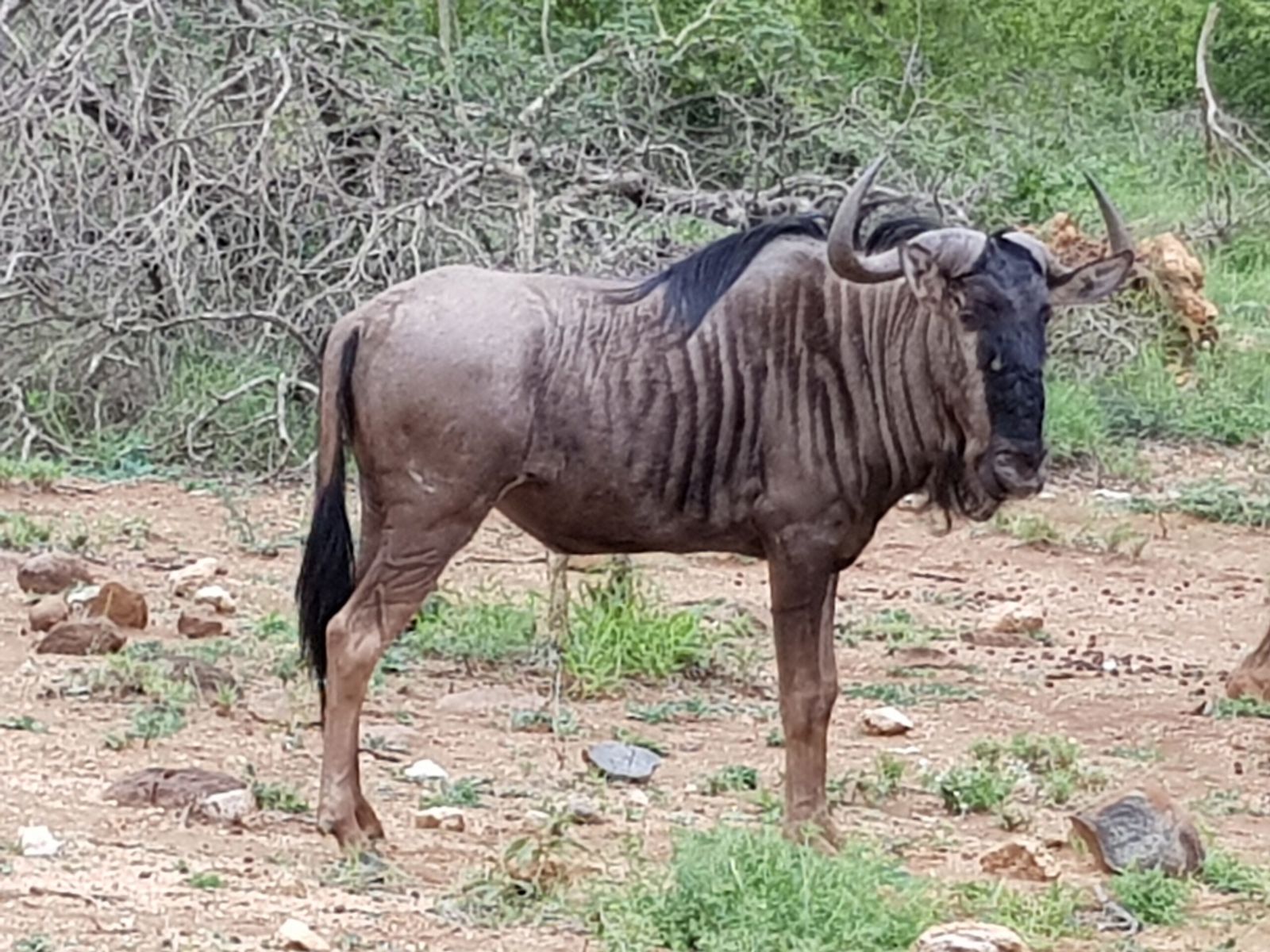 Game Drives 3