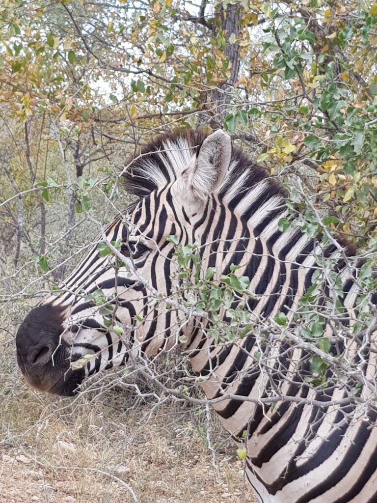 Game Drives 4
