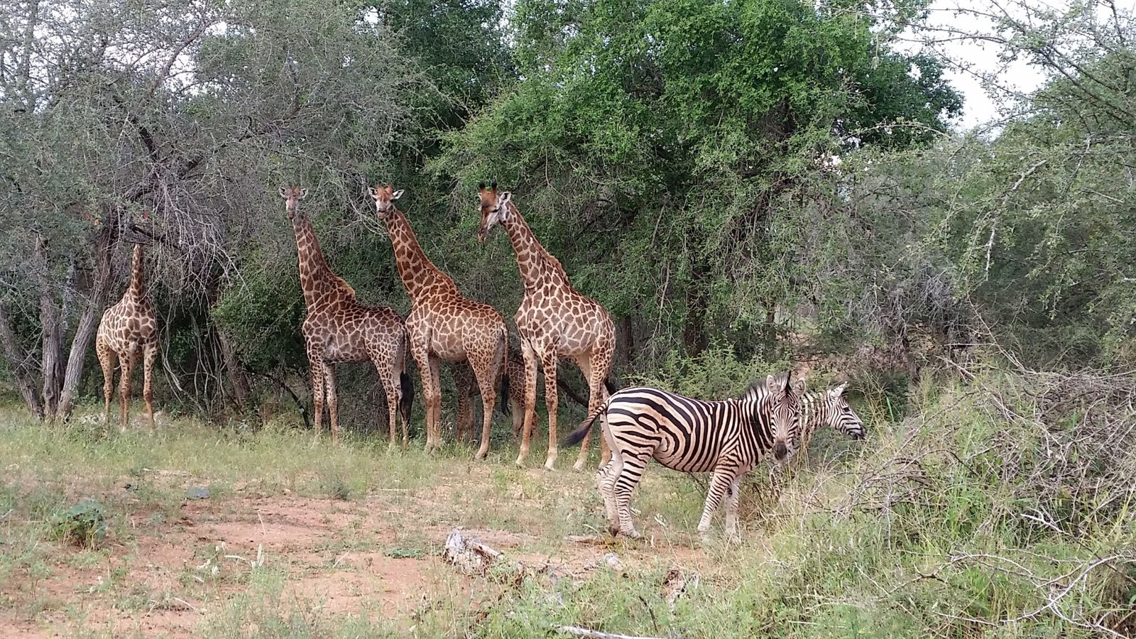Guided Bushwalks