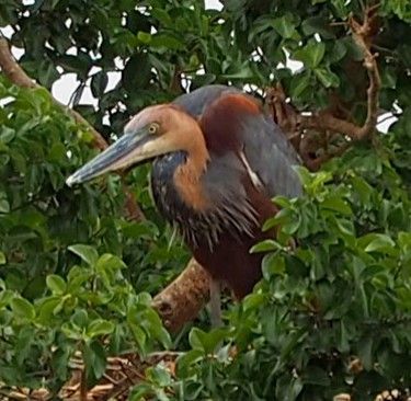 Guided Bushwalks 4